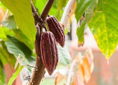 قدمت کاکائو چند سال و زادگاهش کجاست؟