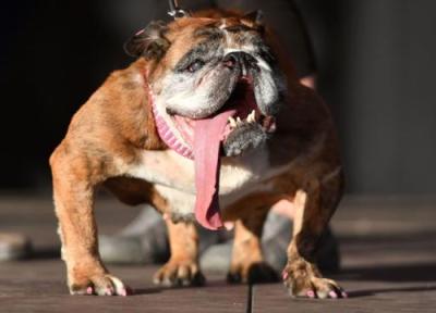 مسابقه زشت ترین سگ های جهان!