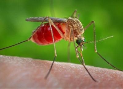 نگرانی از بازگشت مالاریا به کشور ، ورود بیماران مبتلا به مالاریا به کشور از مرزهای شرقی چقدر جدی است؟