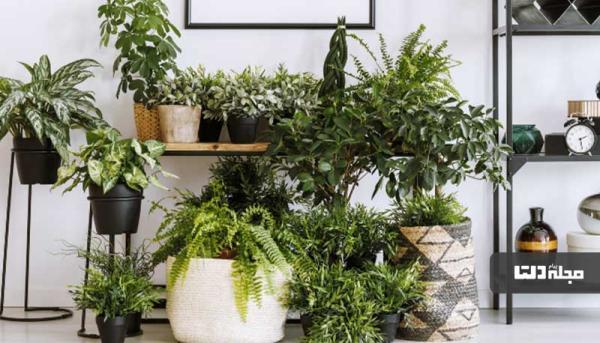 3 مورد از خطرناک ترین گیاهان سمی در دکور منزل