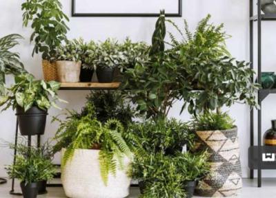 3 مورد از خطرناک ترین گیاهان سمی در دکور منزل