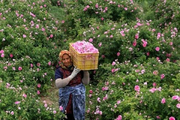 برگزاری جشنواره گل محمدی در بردسیر کرمان