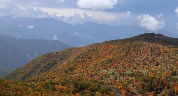 جنگل های هیرکانی ، باستانی ترین جنگل زنده ایران