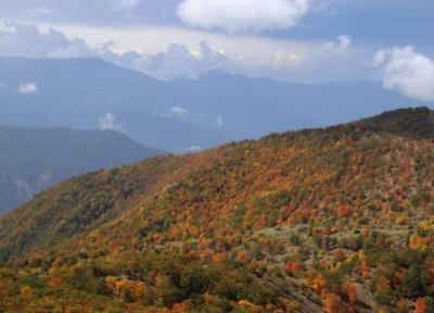 جنگل های هیرکانی ، باستانی ترین جنگل زنده ایران جنگل های هیرکانی ، باستانی ترین جنگل زنده ایران